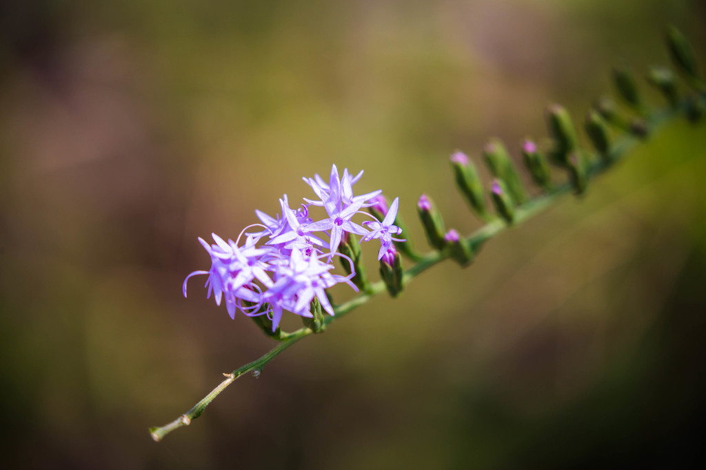 Liatris secunda — bloom photograph