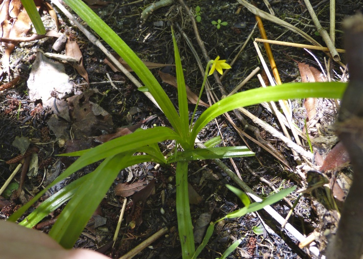 Hypoxis curtissii — whole photograph