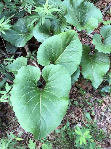 Silphium reniforme — foliage photograph
