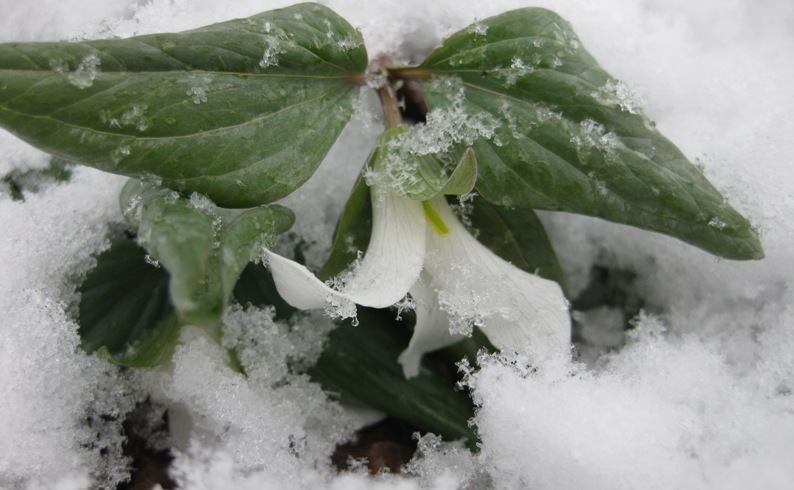 Trillium nivale — flower photograph