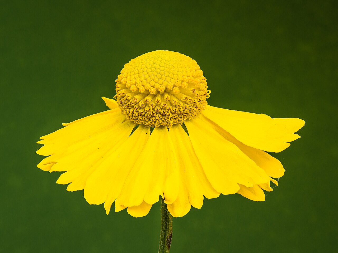 Helenium autumnale — bloom photograph