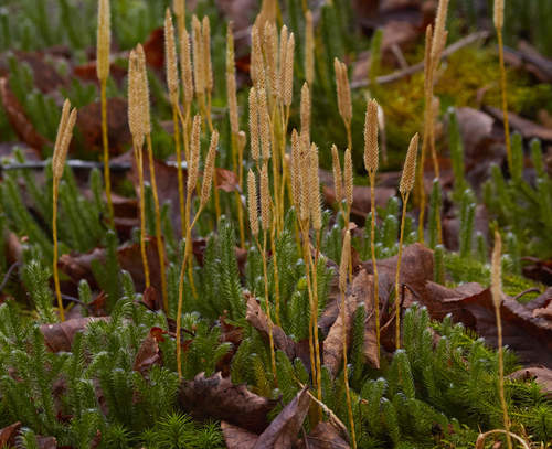 Lycopodium clavatum — fruit photograph