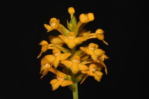 Platanthera integra — flower photograph