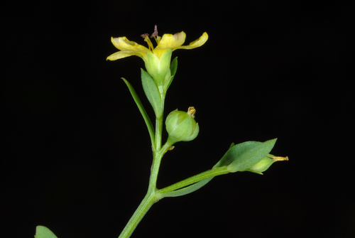 Linum striatum — whole photograph