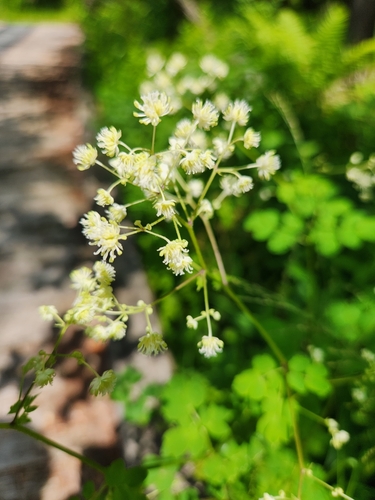 Thalictrum pubescens photograph