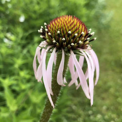 Echinacea pallida — flower photograph