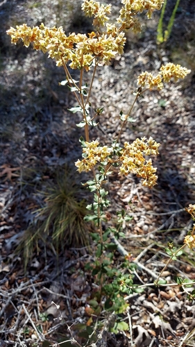Eriogonum tomentosum — flower photograph