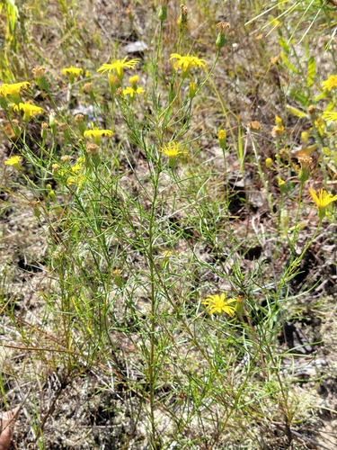 Pityopsis pinifolia photograph