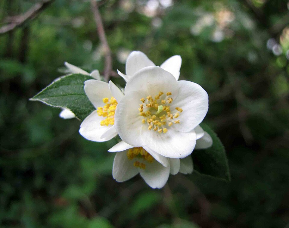Philadelphus hirsutus — bloom photograph