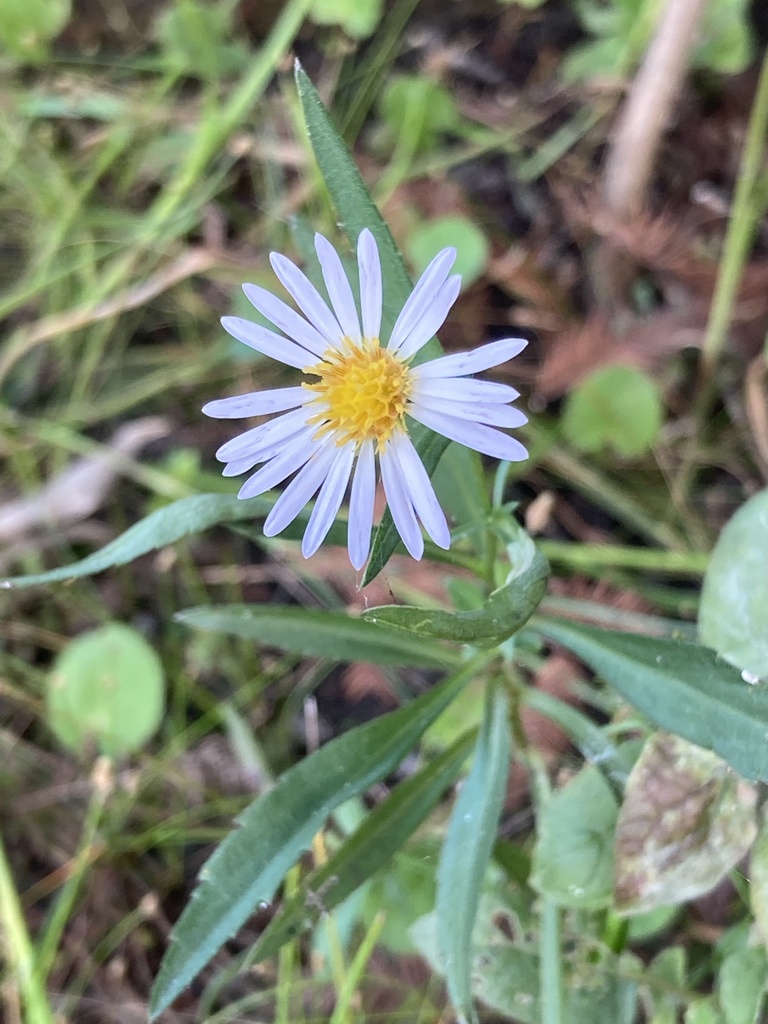 Symphyotrichum simmondsii — bloom photograph
