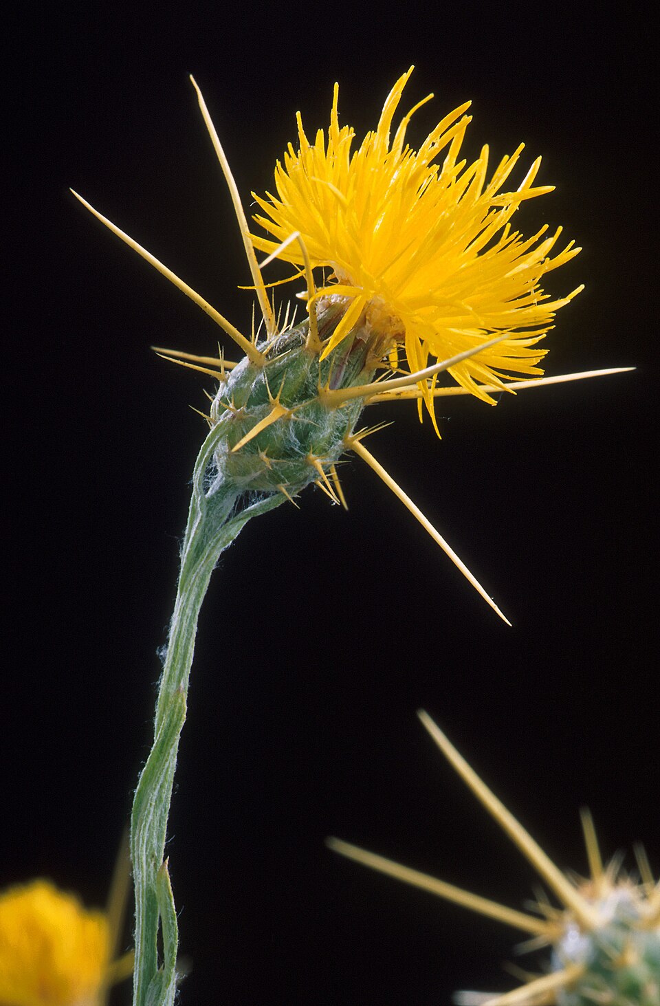 Centaurea solstitialis — flower photograph