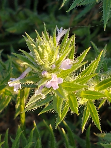 Verbena bracteata — flower photograph