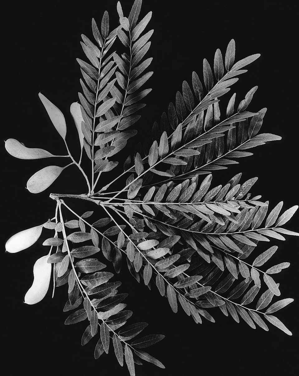 Gleditsia aquatica — leaf photograph