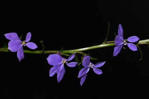 Lobelia georgiana — whole photograph