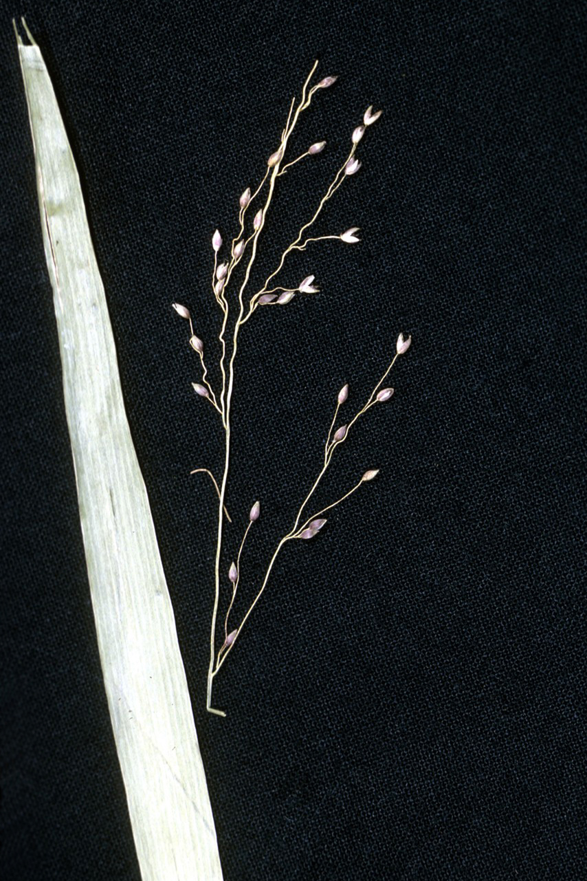 Dichanthelium scabriusculum — fruit photograph