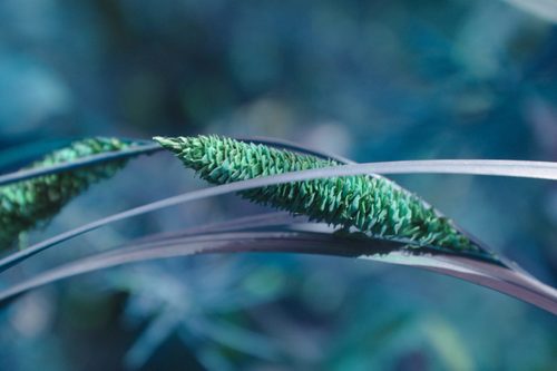 Carex aquatilis — flower photograph