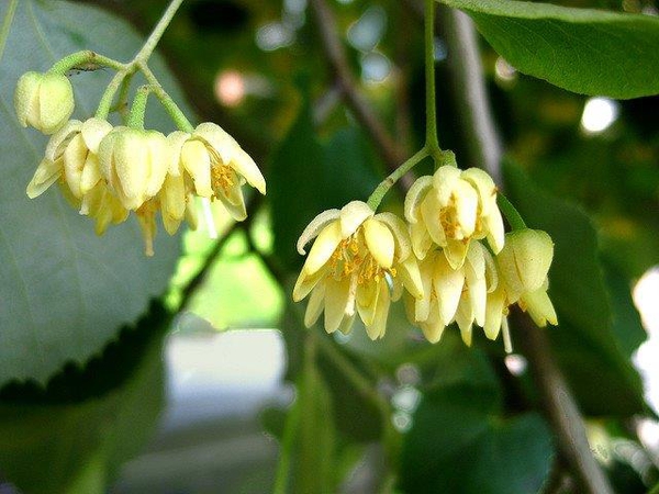 Tilia americana — bloom photograph
