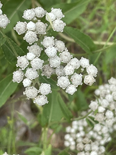 Parthenium integrifolium var. integrifolium photograph