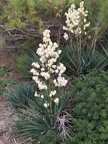 Yucca gloriosa — whole plant photograph