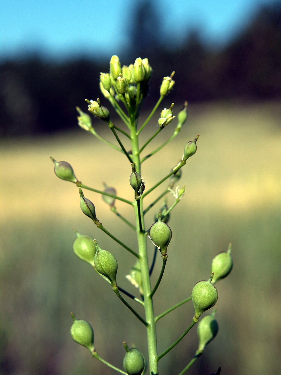 Camelina microcarpa — fruit photograph