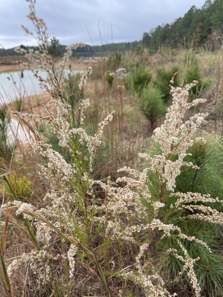 Eupatorium capillifolium — bloom photograph