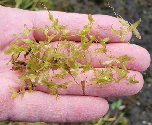 Lemna trisulca — whole plant photograph