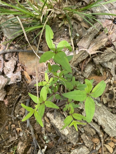 Galium lanceolatum photograph