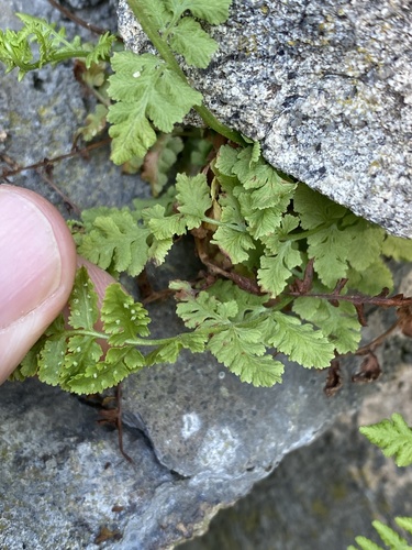 Woodsia obtusa — foliage photograph