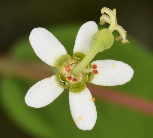 Euphorbia pubentissima photograph