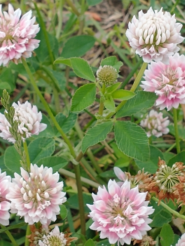 Trifolium hybridum — bloom photograph