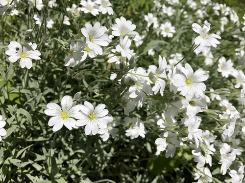 Cerastium tomentosum — flower photograph