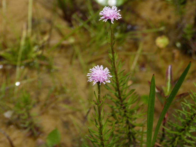 Sclerolepis uniflora — bloom photograph