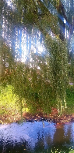Salix babylonica — whole plant photograph