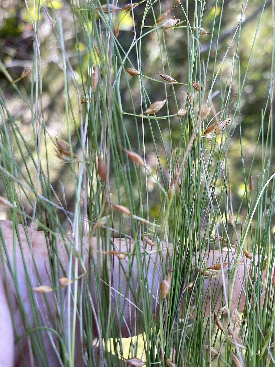 Rhynchospora oligantha — whole photograph