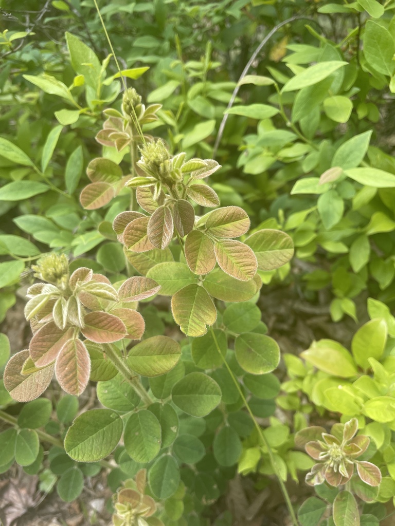 Lespedeza hirta — fruit photograph