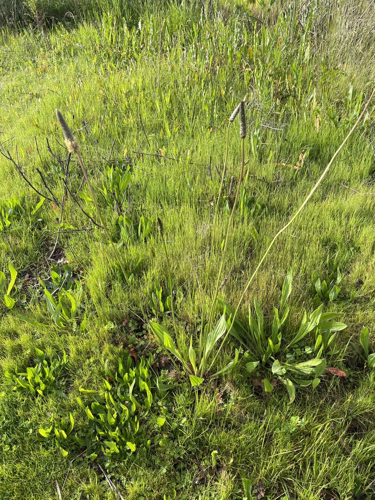 Plantago lanceolata — whole photograph