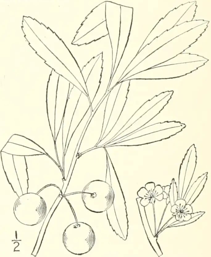 Old drawing of Prunus cuneata