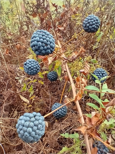 Smilax herbacea — fruit photograph