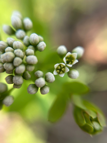 Comandra umbellata — flower photograph