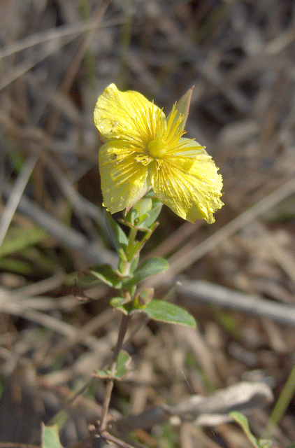 Hypericum suffruticosum — bloom photograph