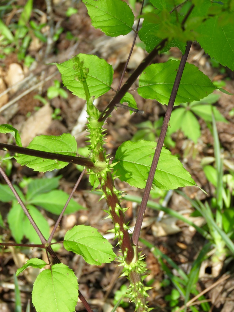 Aralia spinosa — bark photograph