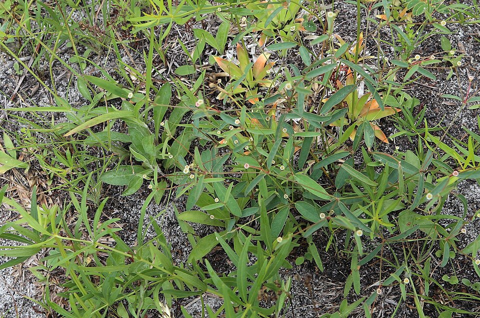 Euphorbia curtisii — whole photograph