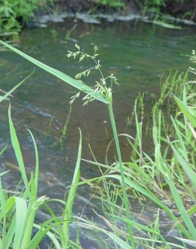 Torreyochloa pallida — bloom photograph