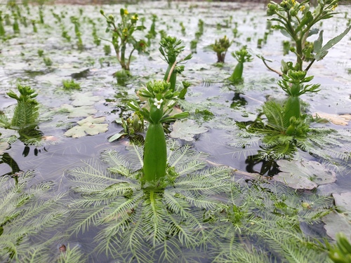 Hottonia inflata — whole plant photograph