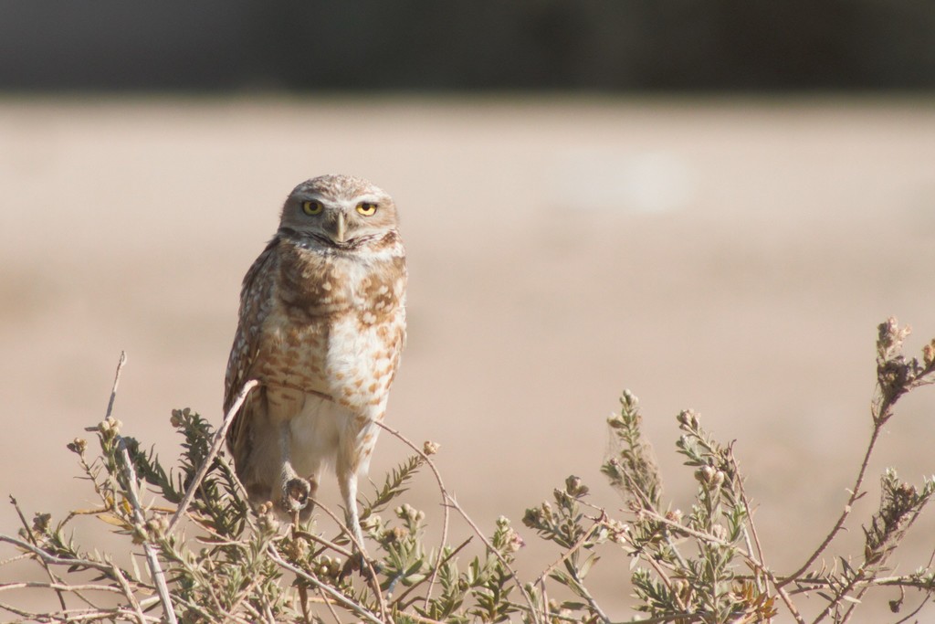 Adult Western Burrowing Owl, whole bird