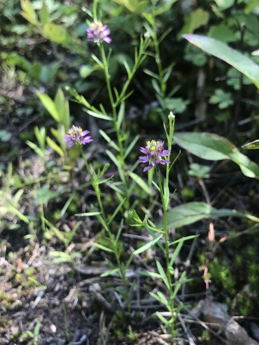 Senega curtissii — bloom photograph