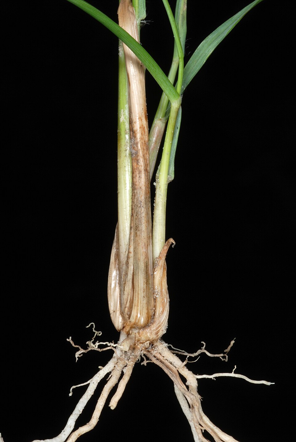 Eragrostis secundiflora — whole photograph