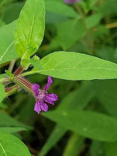 Cuphea viscosissima — flower photograph