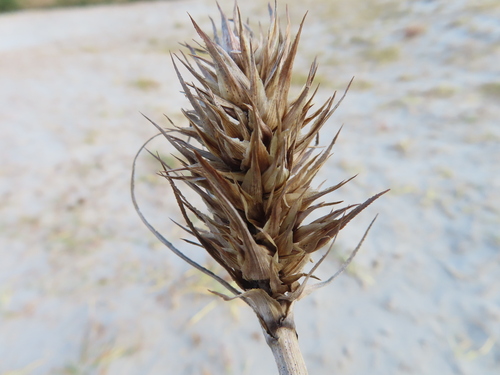 Carex kobomugi — fruit photograph