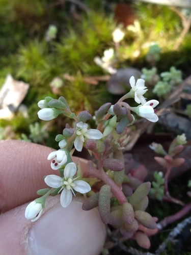 Sedum pusillum — flower photograph